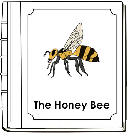 Parts of a Honey Bee Nomenclature Book (red) - Montessori Print Shop Digital Download