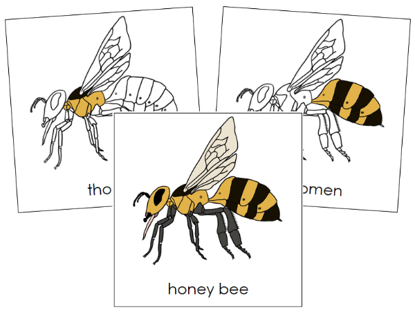 Parts of a Honey Bee 3-Part Nomenclature Cards by Montessori Print Shop