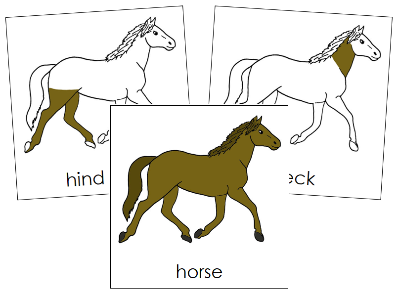Parts of a Horse 3-Part Nomenclature Cards by Montessori Print Shop