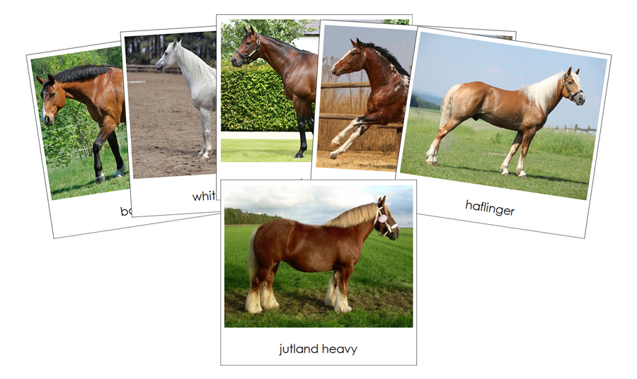 Horses Safari Toob Cards - Montessori Print Shop
