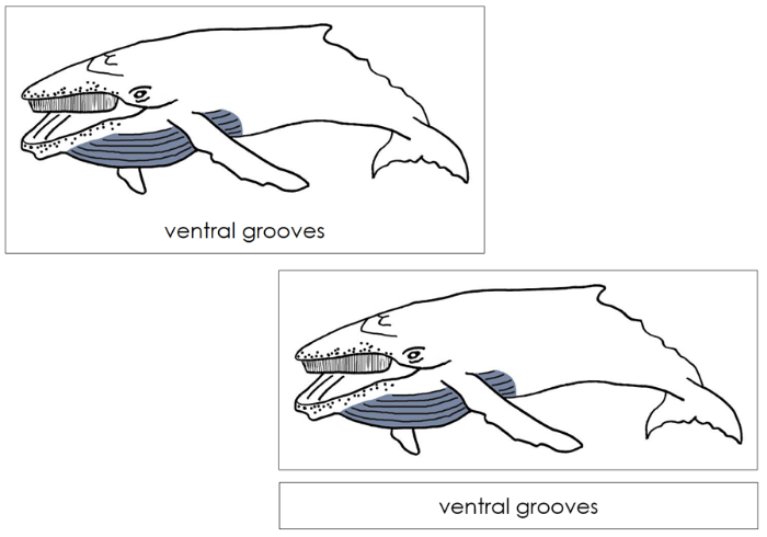Parts of a Humpback Whale 3-Part Nomenclature Cards by Montessori Print Shop