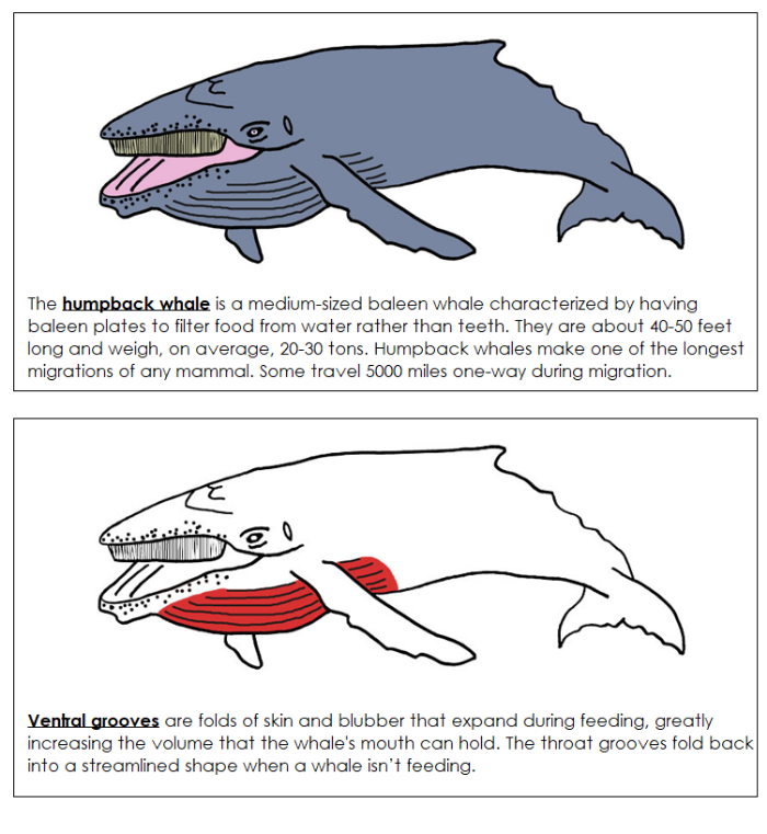Parts of a Humpback Whale Nomenclature Book (red) - Montessori Print Shop Digital Download