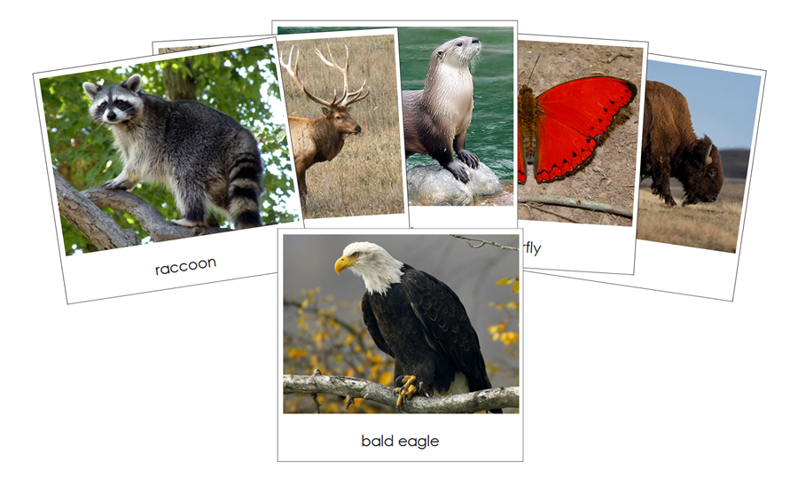 In The Woods Safari Toob Cards - Montessori Print Shop