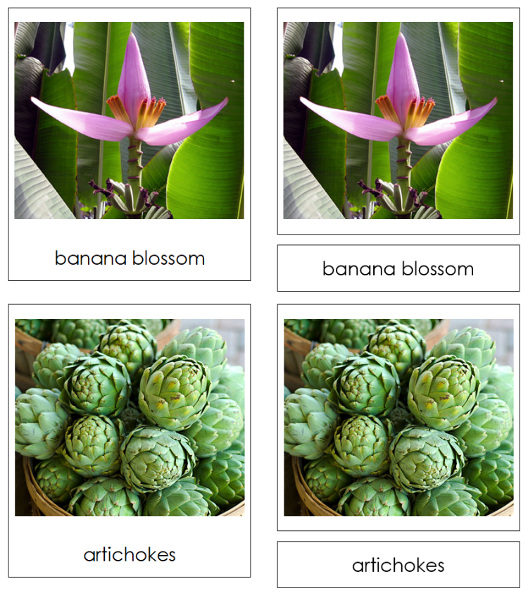 Types of Inflorescent Vegetables 3-Part Classified Cards - Montessori Print Shop Digital Download