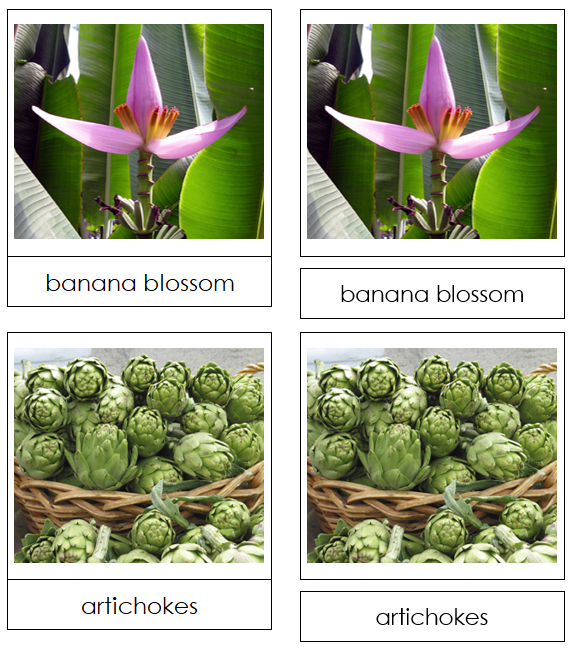 Inflorescent Vegetable Picture Cards - Montessori Print Shop