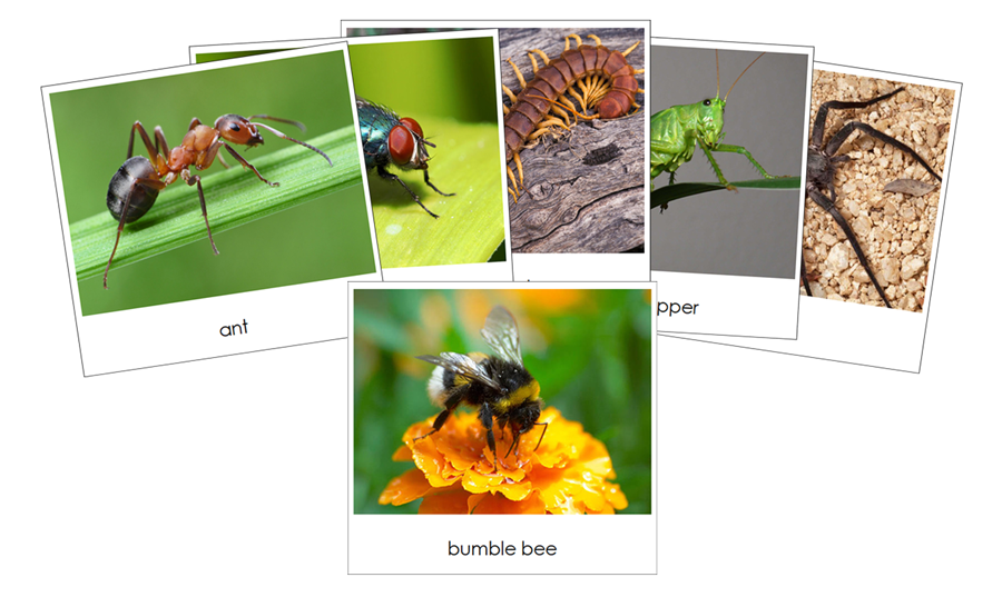 Insects Safari Toob Cards - Montessori Print Shop