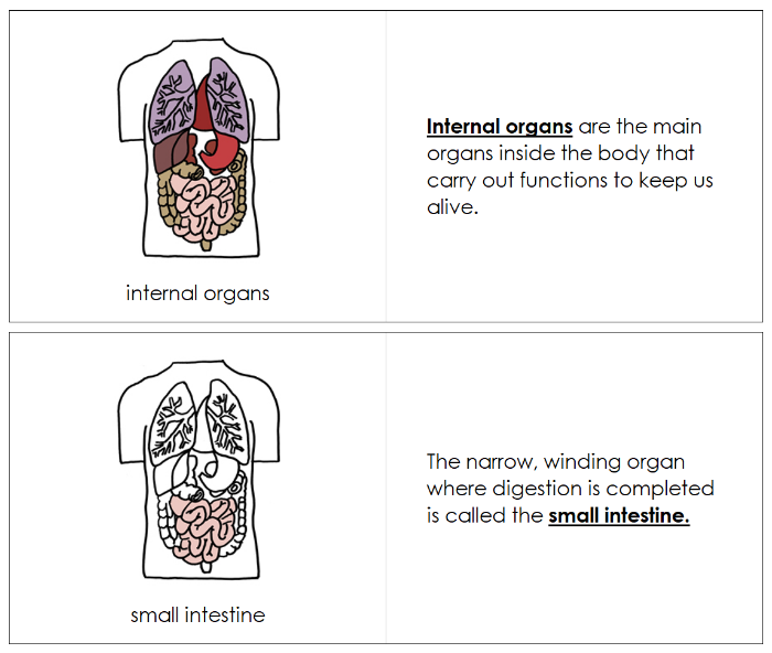 Human Body Internal Organs Nomenclature Book - Montessori Print Shop Digital Download