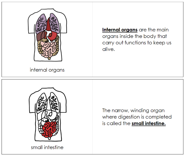 Human Internal Organs Nomenclature Book - Montessori Print Shop Digital Download