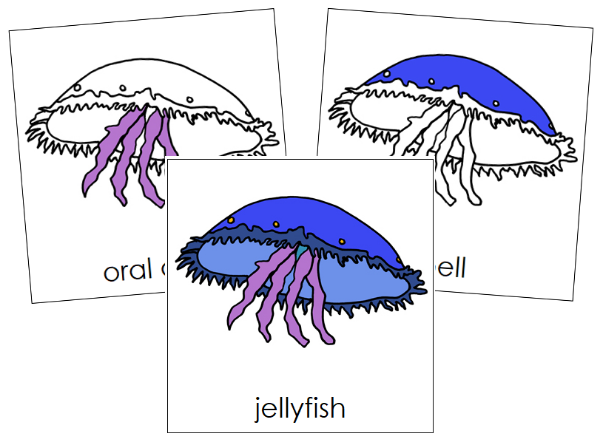 Parts of a Jellyfish 3-Part Nomenclature Cards by Montessori Print Shop