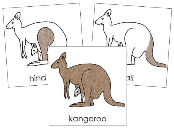 Parts of a Kangaroo 3-Part Nomenclature Cards by Montessori Print Shop