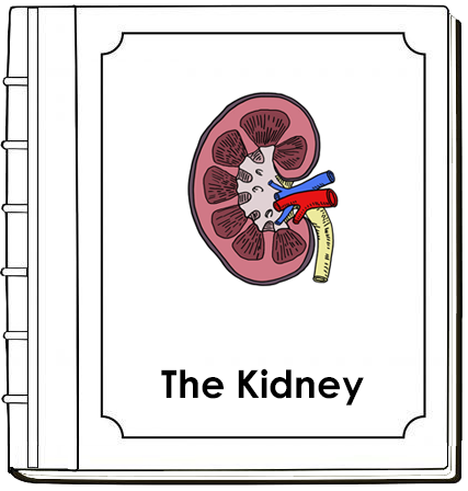 Human Kidney Nomenclature Book - Montessori Print Shop Digital Download