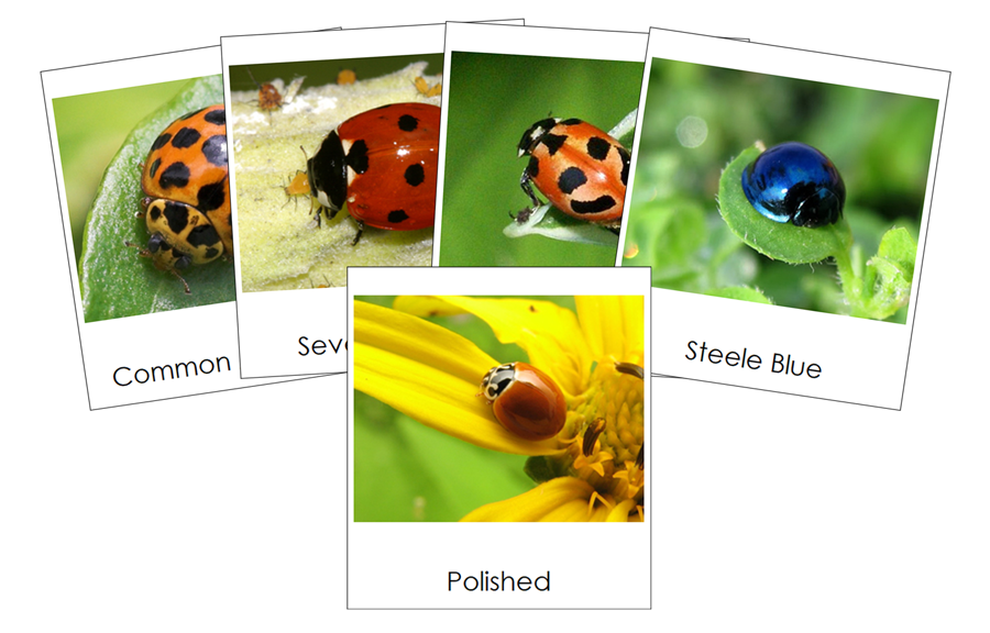 Types of Lady Beetles (Ladybugs) 3-Part Cards by Montessori Print Shop