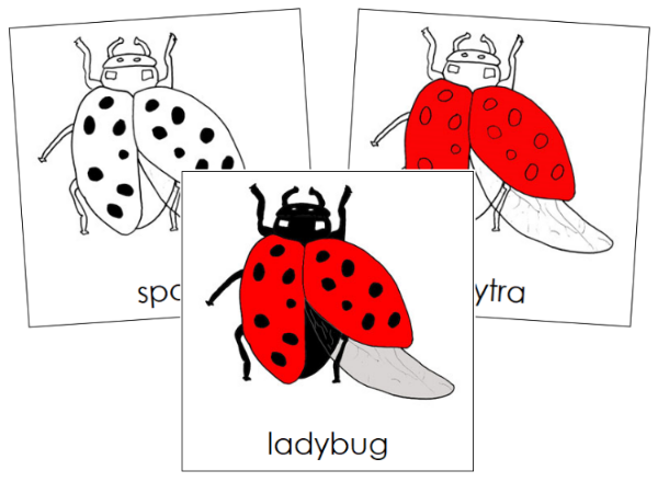 Parts of a Ladybug 3-Part Nomenclature  Cards by Montessori Print Shop