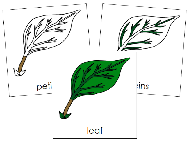 Parts of a Leaf Nomenclature 3-Part Cards - Montessori Print Shop Digital Download