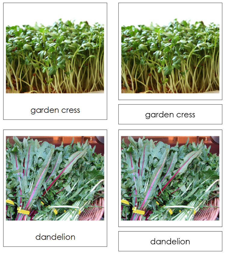 Types of Leaf Vegetables 3-Part Classified Cards - Montessori Print Shop Digital Download
