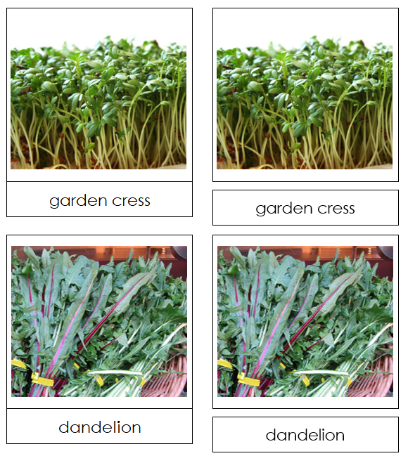 Leaf Vegetable Picture Cards Set 2 - Montessori Print Shop