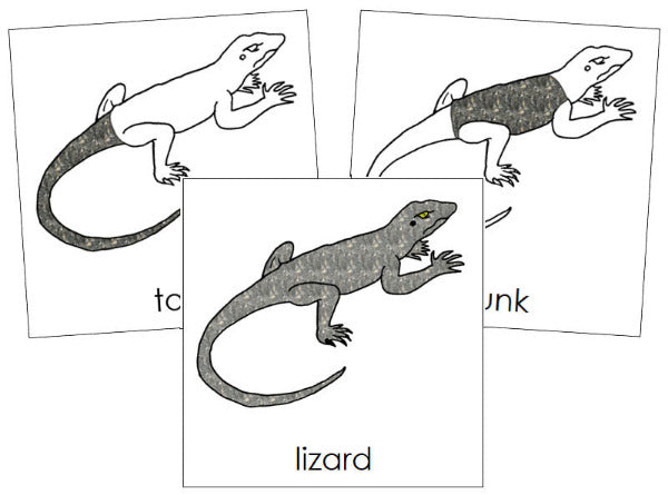 Parts of a Lizard 3-Part Nomenclature Cards by Montessori Print Shop