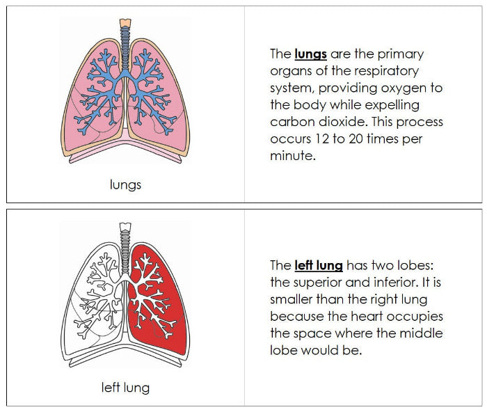 Parts of Human Lungs Nomenclature Book  - Montessori Print Shop Digital Download