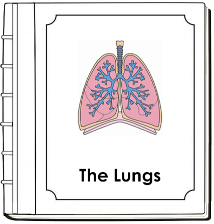 Human Lungs Nomenclature Book - Montessori Print Shop Digital Download 