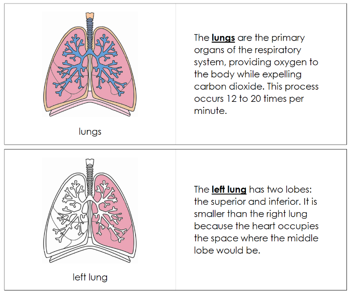 Human Lungs Nomenclature Book - Montessori Print Shop Digital Download 