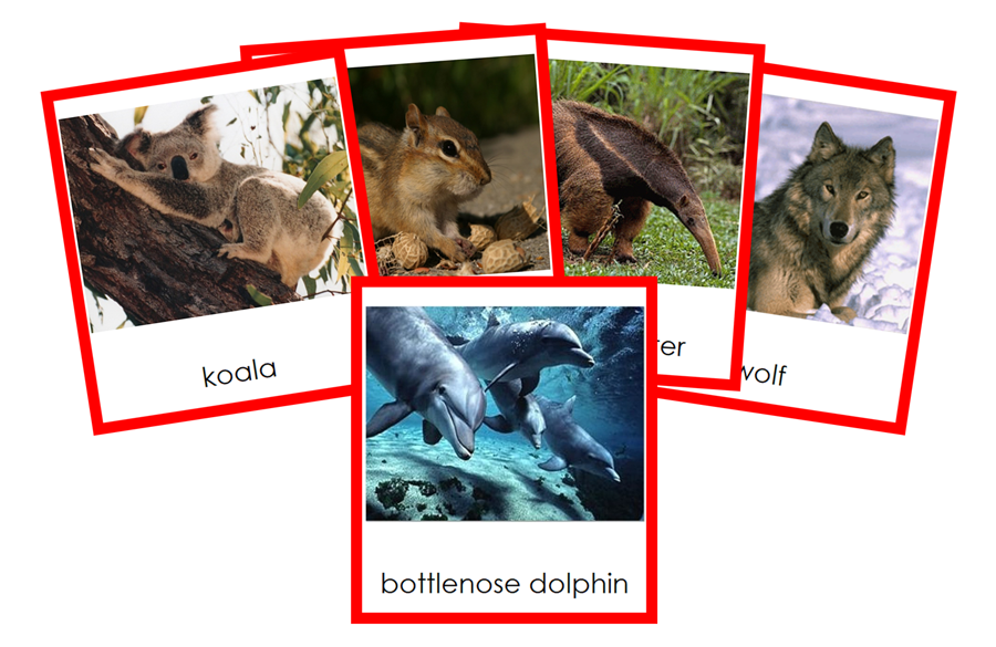 Types of Mammals (Mammalia) 3-Part Cards by Montessori Print Shop