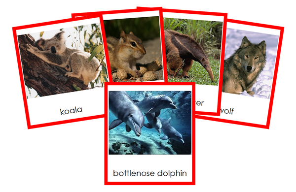 Types of Mammalia (Mammals) (color) - Montessori Print Shop Digital ...