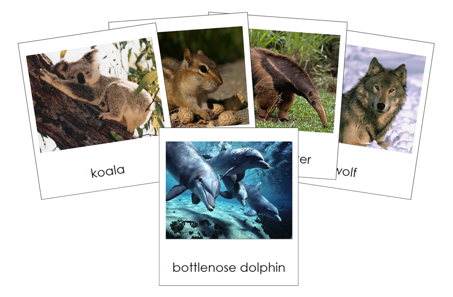 Types of Mammals 3-Part Cards - Animal Kingdom Cards by Montessori Print Shop