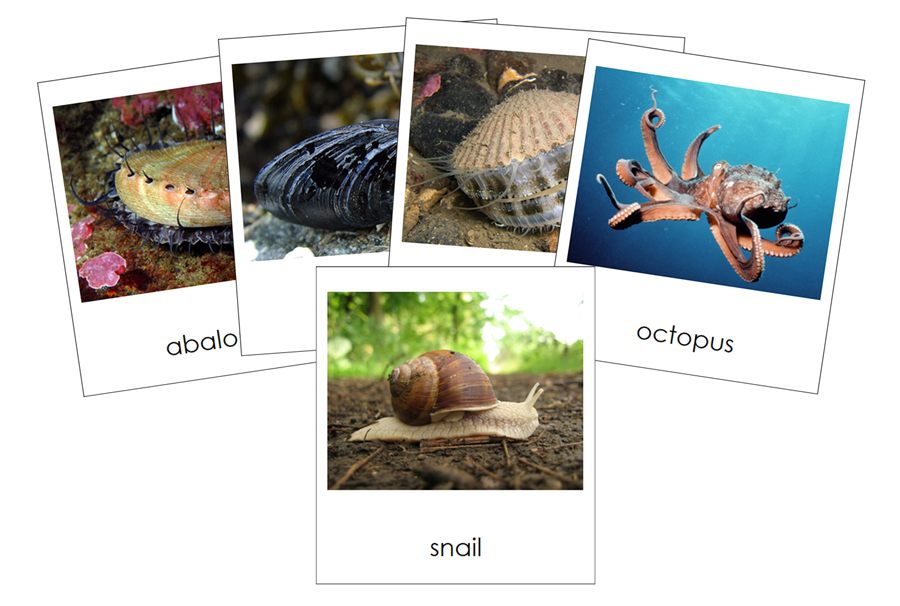Types of Mollusca 3-Part Cards (Animal Kingdom) by Montessori Print Shop
