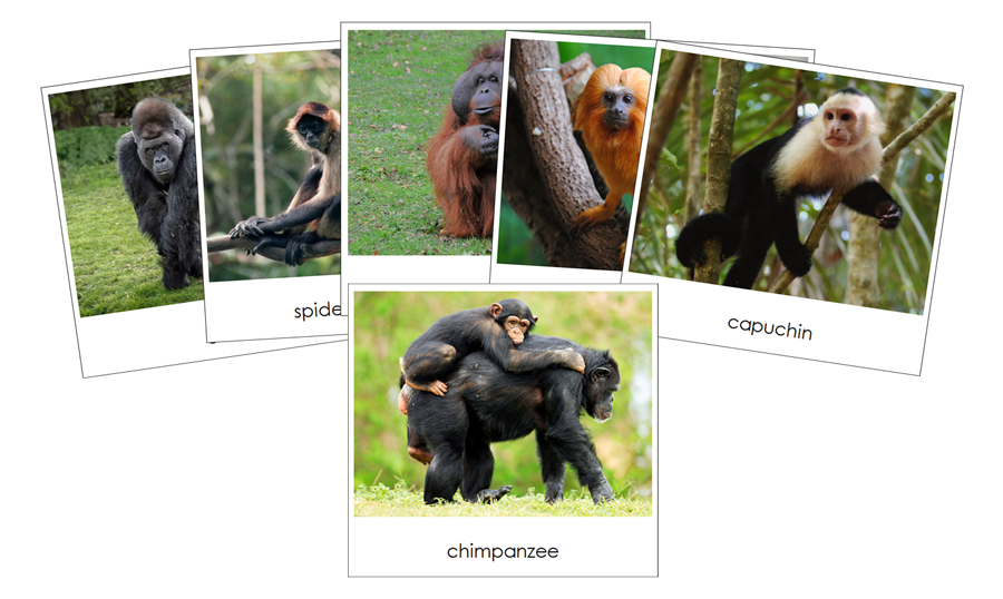 Monkeys and Apes - Safari Toob Cards - Montessori Print Shop