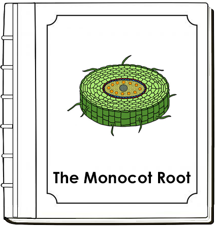 Parts of a Monocot Root Nomenclature Book - Montessori Print Shop Digital Download