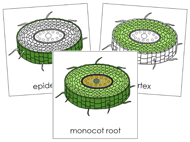 Monocot Root Nomenclature 3-Part Cards - Montessori Print Shop Digital Download