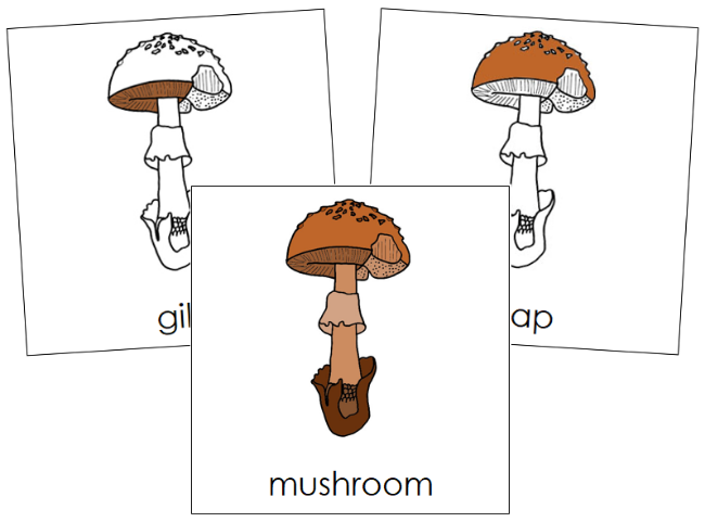 Parts of a Mushroom 3-Part Nomenclature Cards - Montessori Print Shop Digital Download