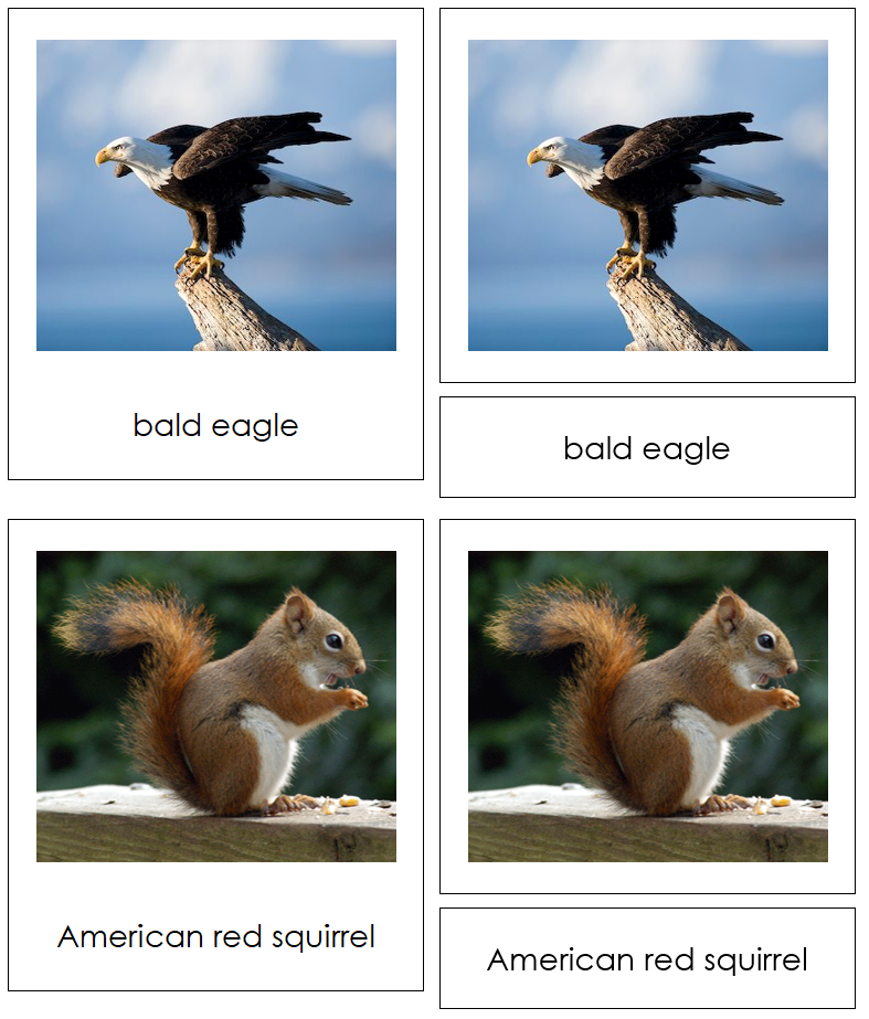 Animals of North America 3-Part Cards by Montessori Print Shop