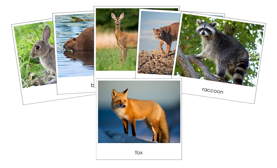 Nature Safari Toob Cards - Montessori Print Shop