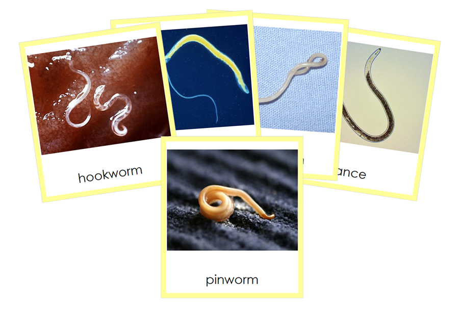Types of Nematoda 3-Part Cards (Animal Kingdom) by Montessori Print Shop