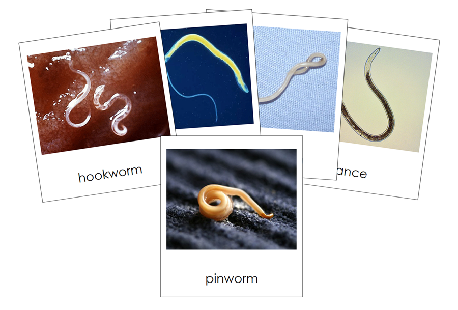 Types of Nematoda 3-Part Cards (Animal Kingdom) by Montessori Print Shop