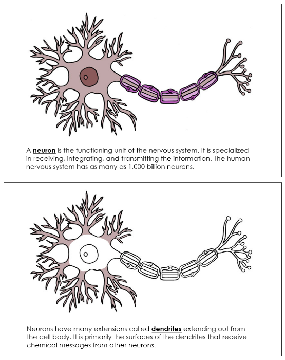 Parts of a Neuron Nomenclature Book - Montessori Print Shop Digital Download