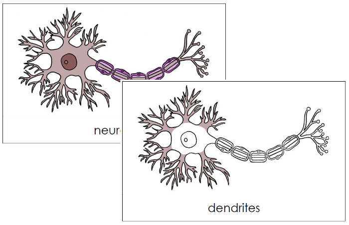 Neuron Nomenclature Cards - Montessori Print Shop Digital Download