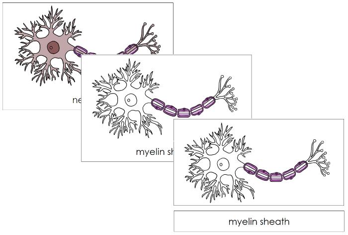 Neuron Nomenclature Cards - Montessori Print Shop Digital Download