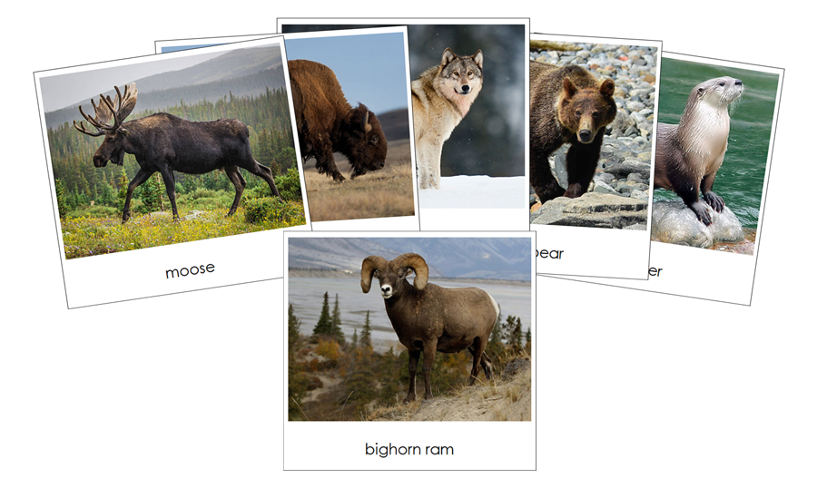North American Wildlife Safari Toob Cards - Montessori Print Shop