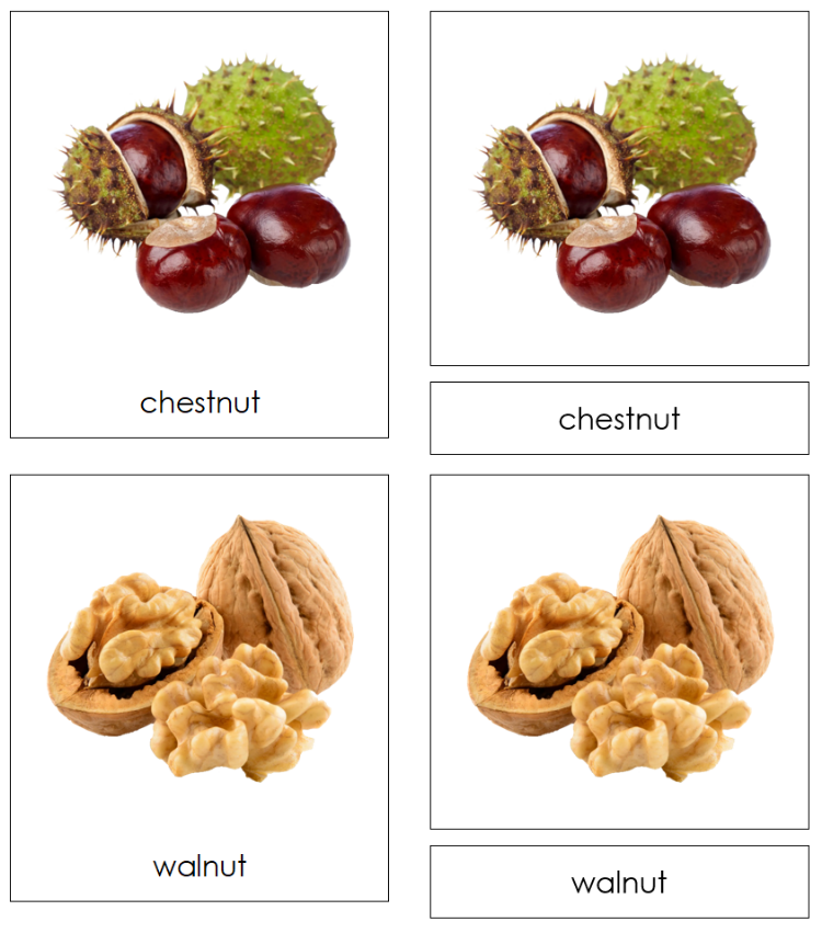 Types of Nuts 3-Part Classified Cards - Montessori Print Shop Digital Download