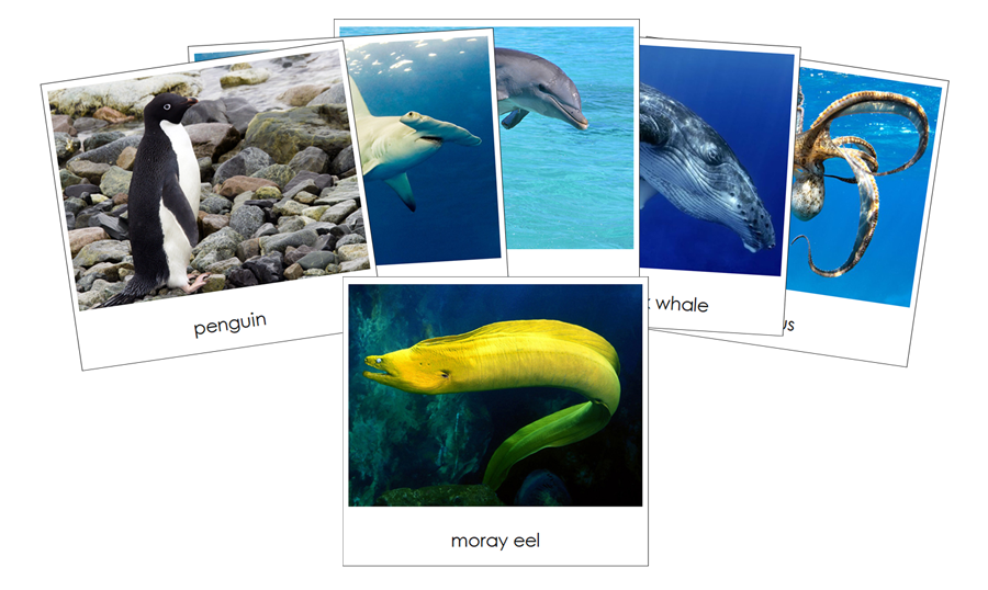 Ocean Safari Toob Cards - Montessori Print Shop