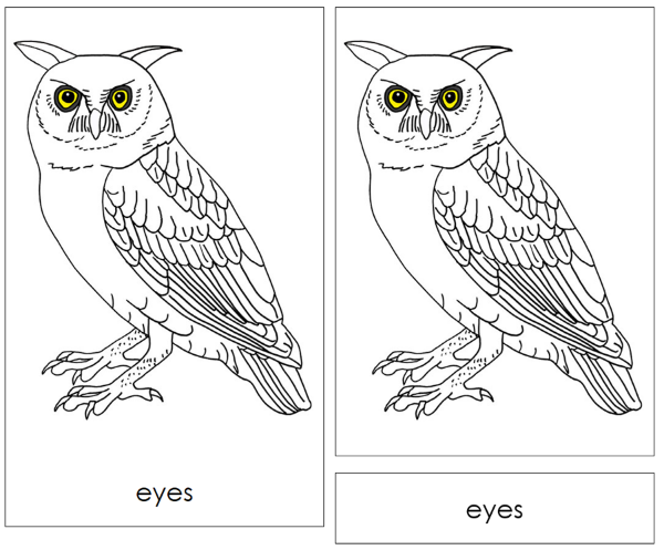 Parts of an Owl Nomenclature Cards by Montessori Print Shop
