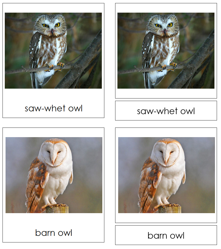 Types of Owls 3-Part Cards by Montessori Print Shop