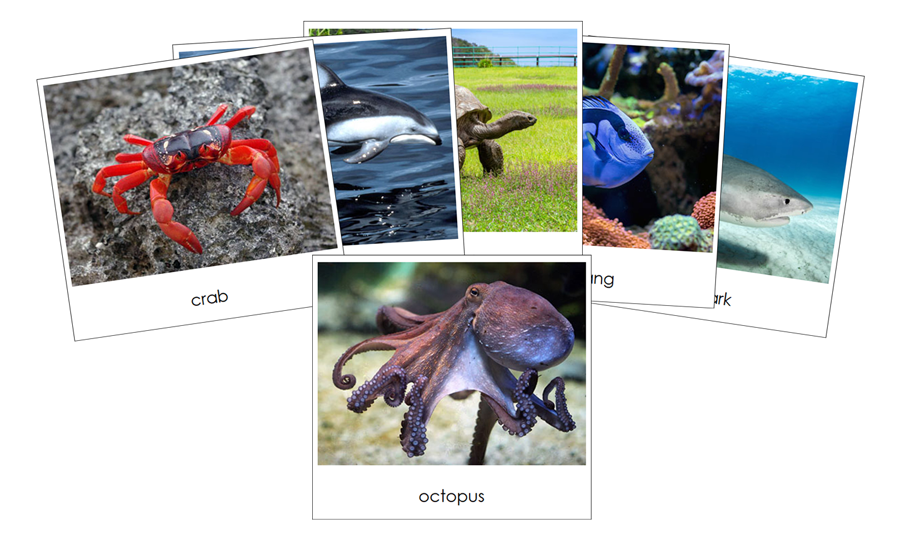 Pacific Safari TOOB Cards - Montessori Print Shop