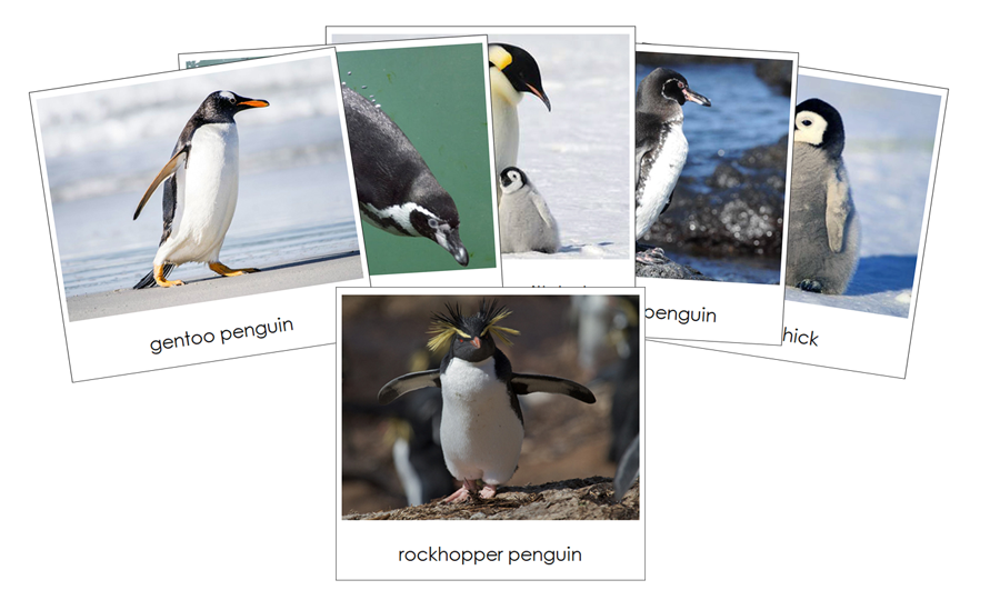 Penguins Safari Toob Cards - Montessori Print Shop