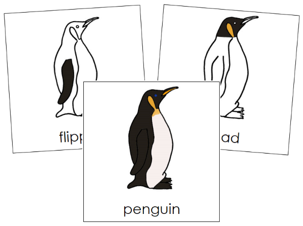 Parts of a Penguin 3-Part Nomenclature Cards by Montessori Print Shop