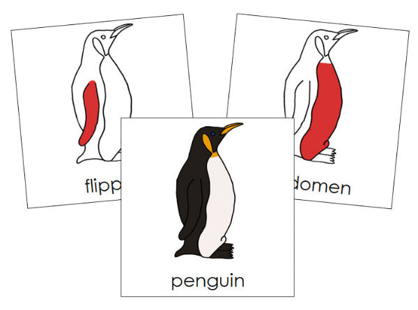 Parts of a Penguin 3-Part Nomenclature Cards (red) by Montessori Print Shop