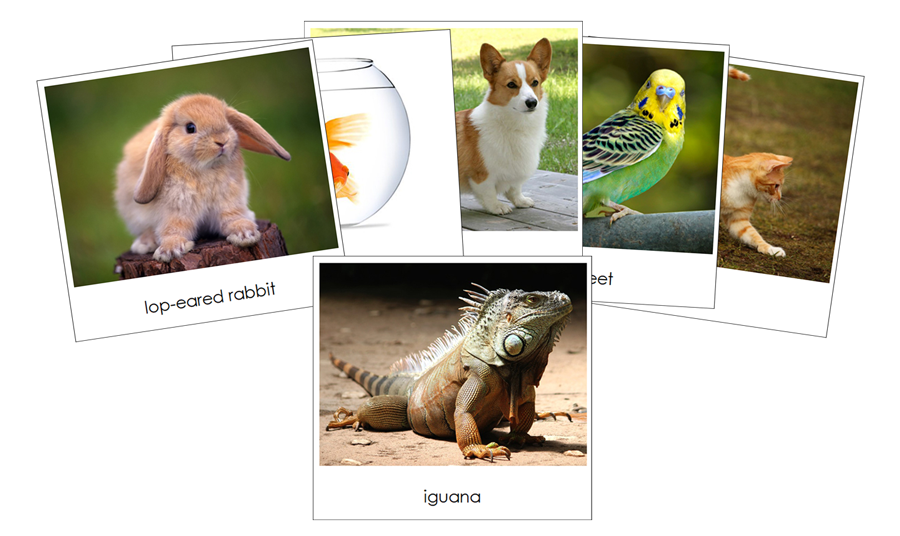 Pets Safari Toob Cards - Montessori Print Shop