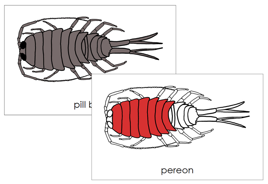 Parts of a Pill Bug Nomenclature Cards (red) by Montessori Print Shop